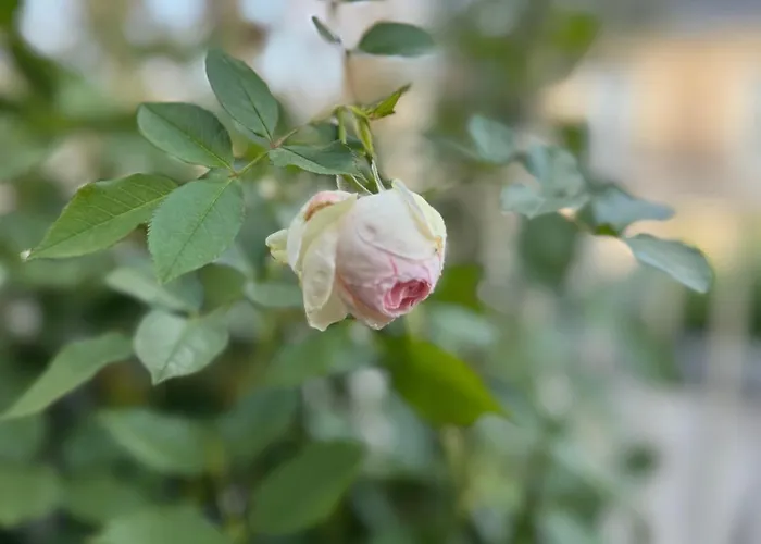 Les Terrasses De L Arc * Paris